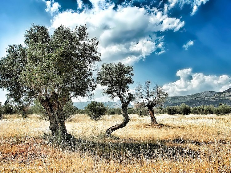 Olive Oil